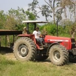 la récolte du manioc