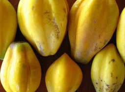 chilean carica